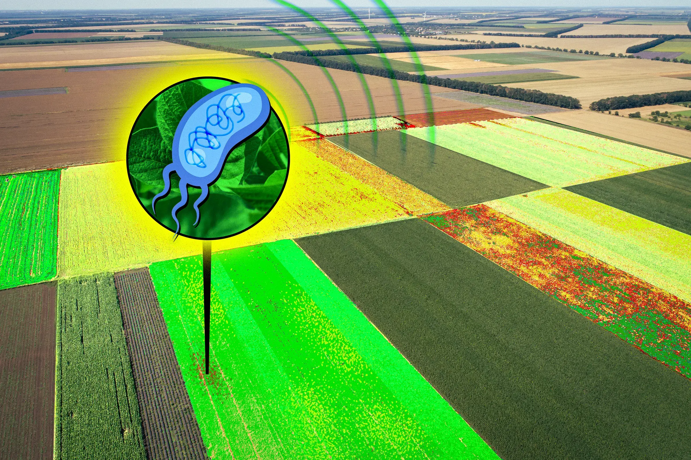 Vue aérienne d'un champ agricole avec, en médaillon, des bactéries émettant un signal lumineux