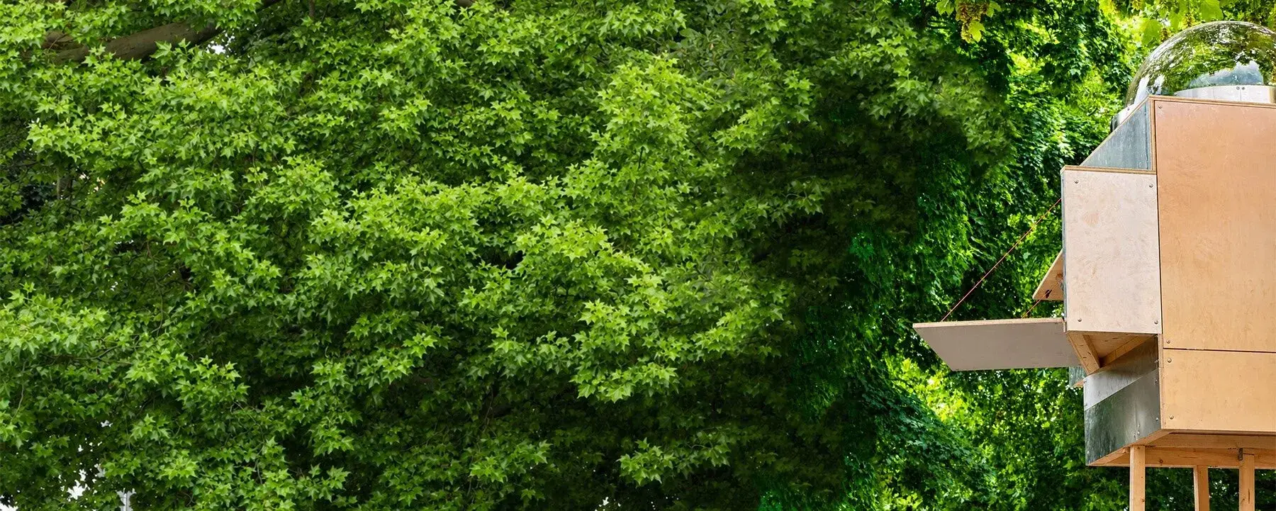 View from Baumhaus Office into the branches and foliage of the tree