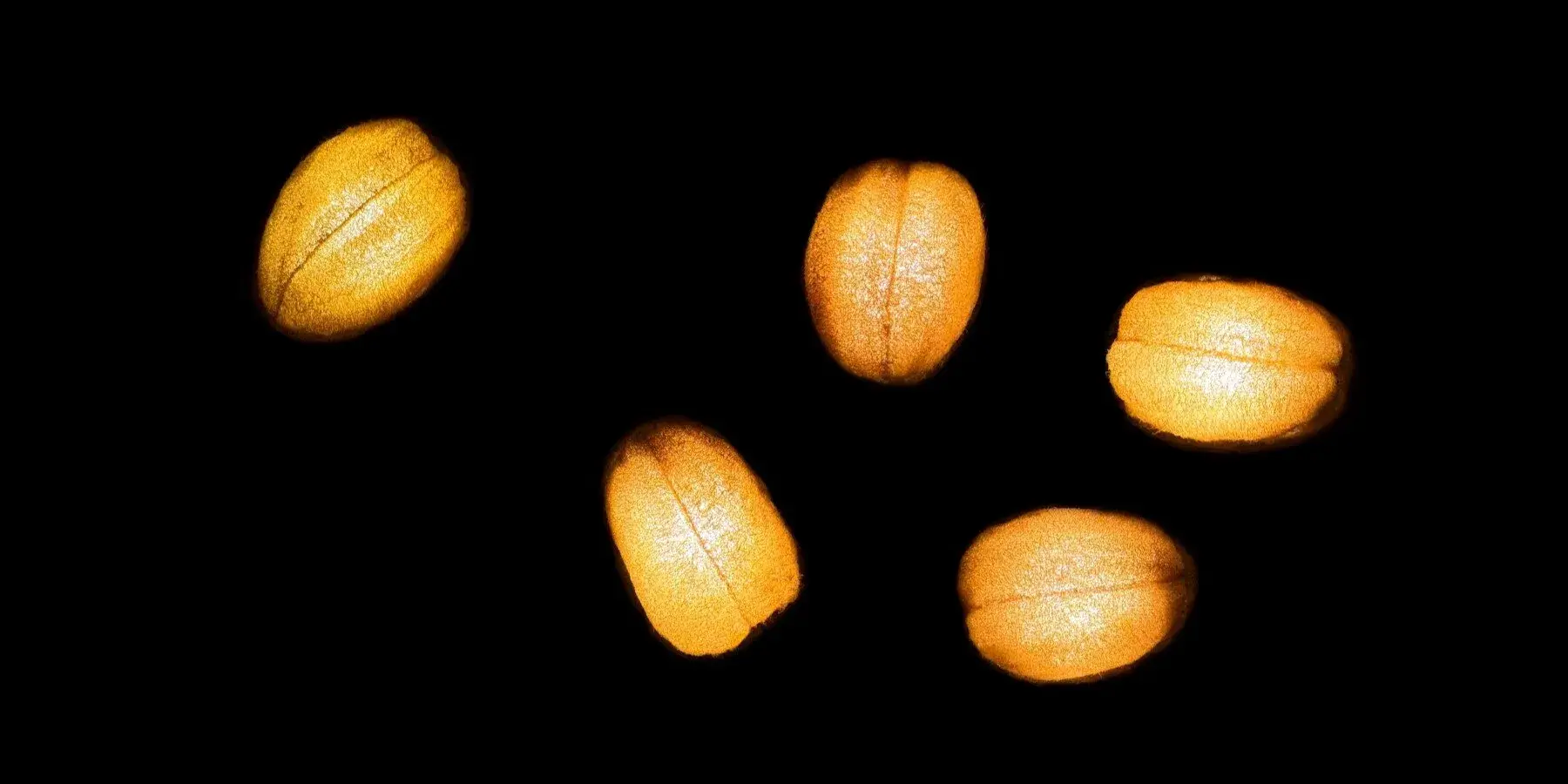 GOURDO lamp showing the irregular texture of its mycelium composite and luffa shade