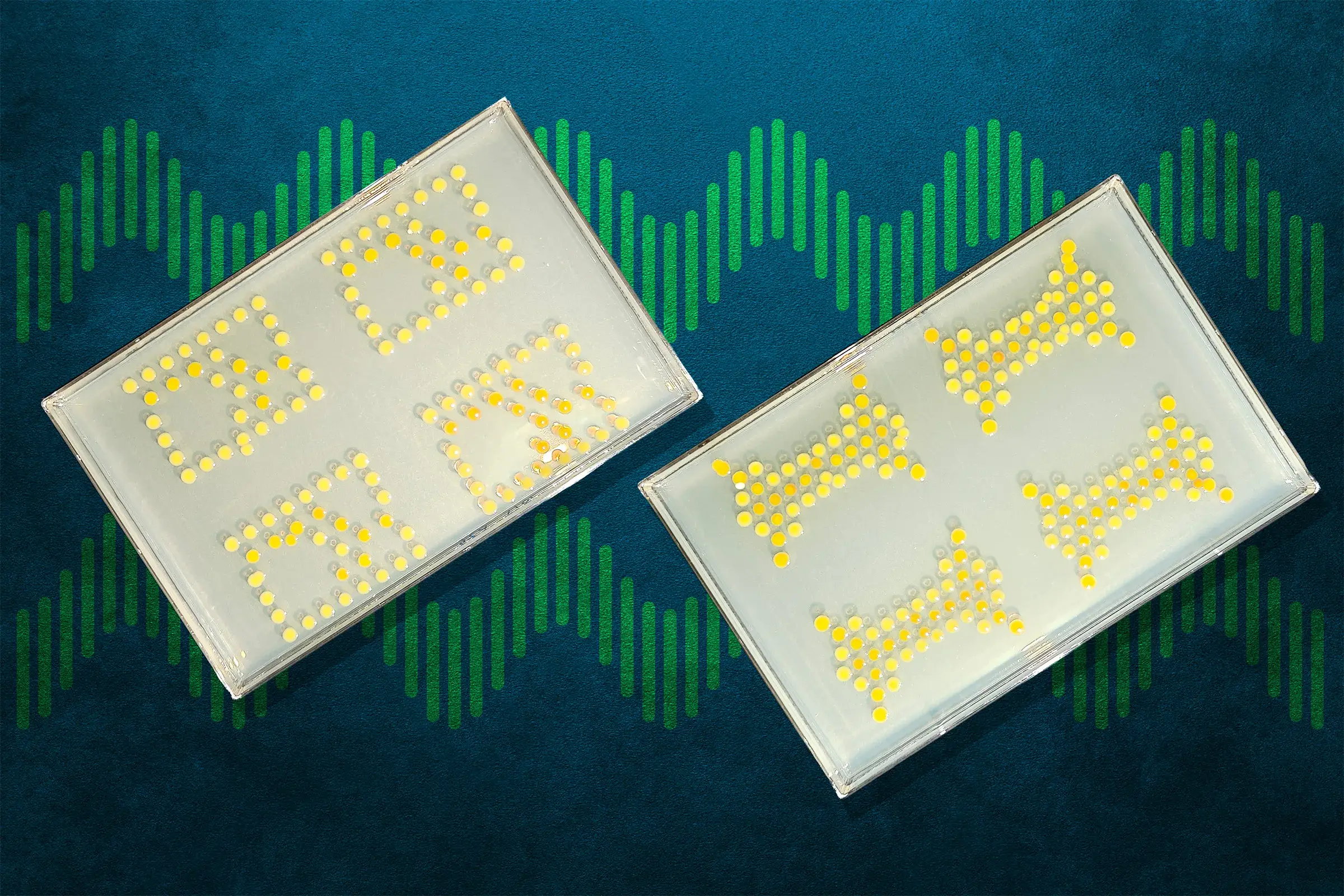 Two Petri dishes where yellow bacterial colonies are printed into circuit-like patterns on a dark blue background