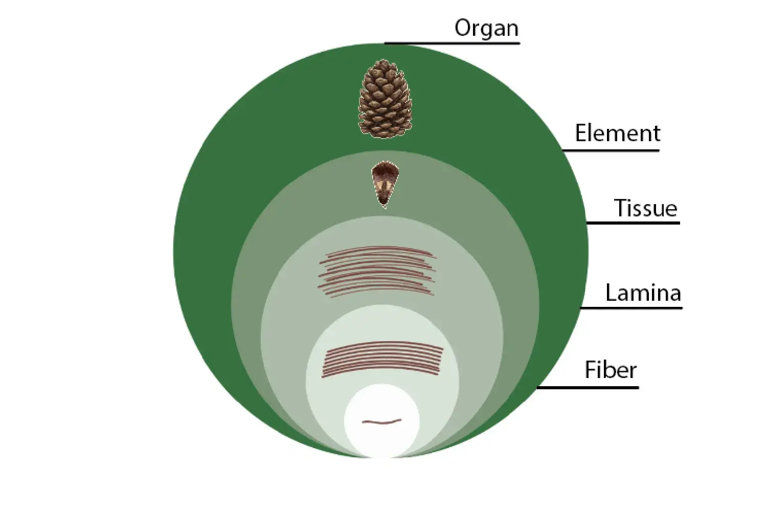 Diagram showing pine-cone structural levels from fiber to organ
