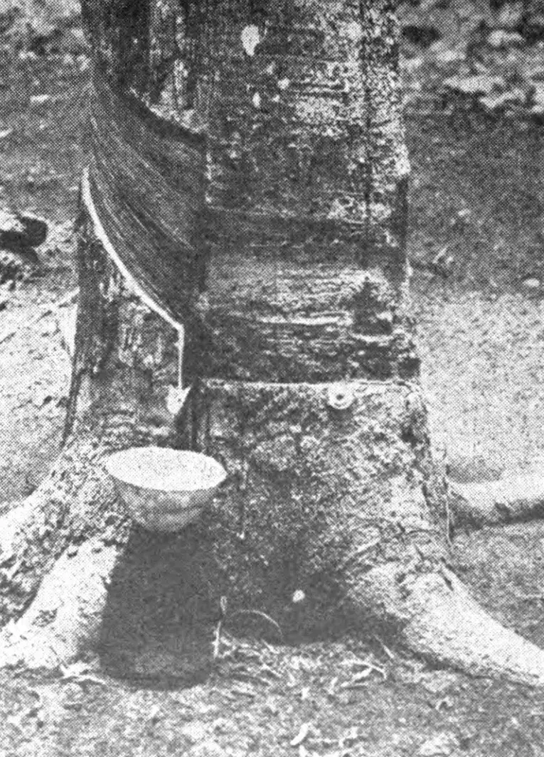 Archival photograph of workers tapping rubber trees in regular rows